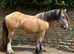 Cracking 14.3 Dun Cob x Mare 3 1/2yrs backed