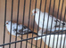 Pair off diamond doves