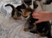 Kittens for Sale