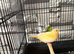 Canary