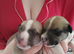 9 bullurcher cross staffy  puppies looking for loving homes