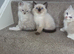 Ragdoll kittens