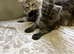 Large MaineCoon kittens