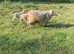 Lleyn Ewes & Lambs