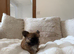 Two beautiful long coat chihuahuas available