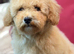 Beautiful Poochon Teddy Bears