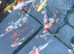 Premium 6”-7” koi