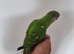 Baby Senegal