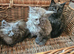 Maine Coon cross kittens