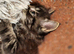 Main Coon cross kitten