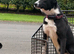 Failed sheepdog looking for quiet/ active pet home