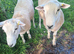 Lleyn Ram 16 Months Old Looking for New Home