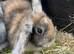 Baby lops ready now