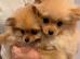 2 Pomeranian for sale