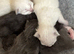 Ragdoll (mink) kittens born 10/07/26