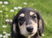 Last Wonderful KC Registered Miniature Longhaired Dachshund Puppy
