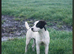 Smooth Jack Russell bitch