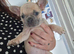 French bulldog pups