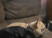 Frenchie cross labrador