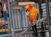 Male Sun Conure 1 year old comes with cage and female Green cheek companion
