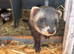 Last years hob ferret