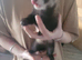 ferrets