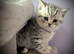 GCCF Registered British Shorthair Kittens