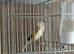 Peid goldfinch