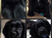KC Reg Cocker Spaniel Pups