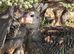 Guineafowl Keets for sale