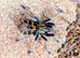 Various Tarantulas for sale