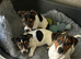 jack Russell