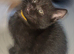 3x kitten's inc Dewormed & Deflead & microchipped