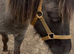 Beautiful blue dun mare