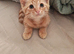Cute short haired ginger Kitten left