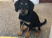 Beautiful female labdoodle cross sprocker