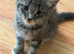 Mainecoon Cross kittens Ready Now