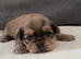 4 Gorgeous Shih Tzu boys available