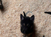 Black & Tan German Shepherd Puppies