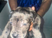 Cane corso puppy&rsquo;s Merle