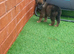 male Belgian malinois