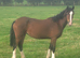Welsh section D 2yo filly