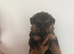 8 beautiful German shepherd pups
