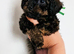 READY NOW! poochon pups