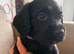 Cocker spaniel puppies