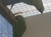 Indian Ringneck