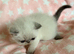 Colourpoint Exotic Shorthair Kittens