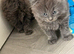 Very fluffy kitten