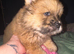 Fawn Merle chow chow