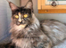 Retired Maine coon queen looking for new home